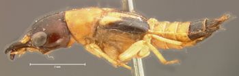 Media type: image;   Entomology 6514 Aspect: habitus lateral view